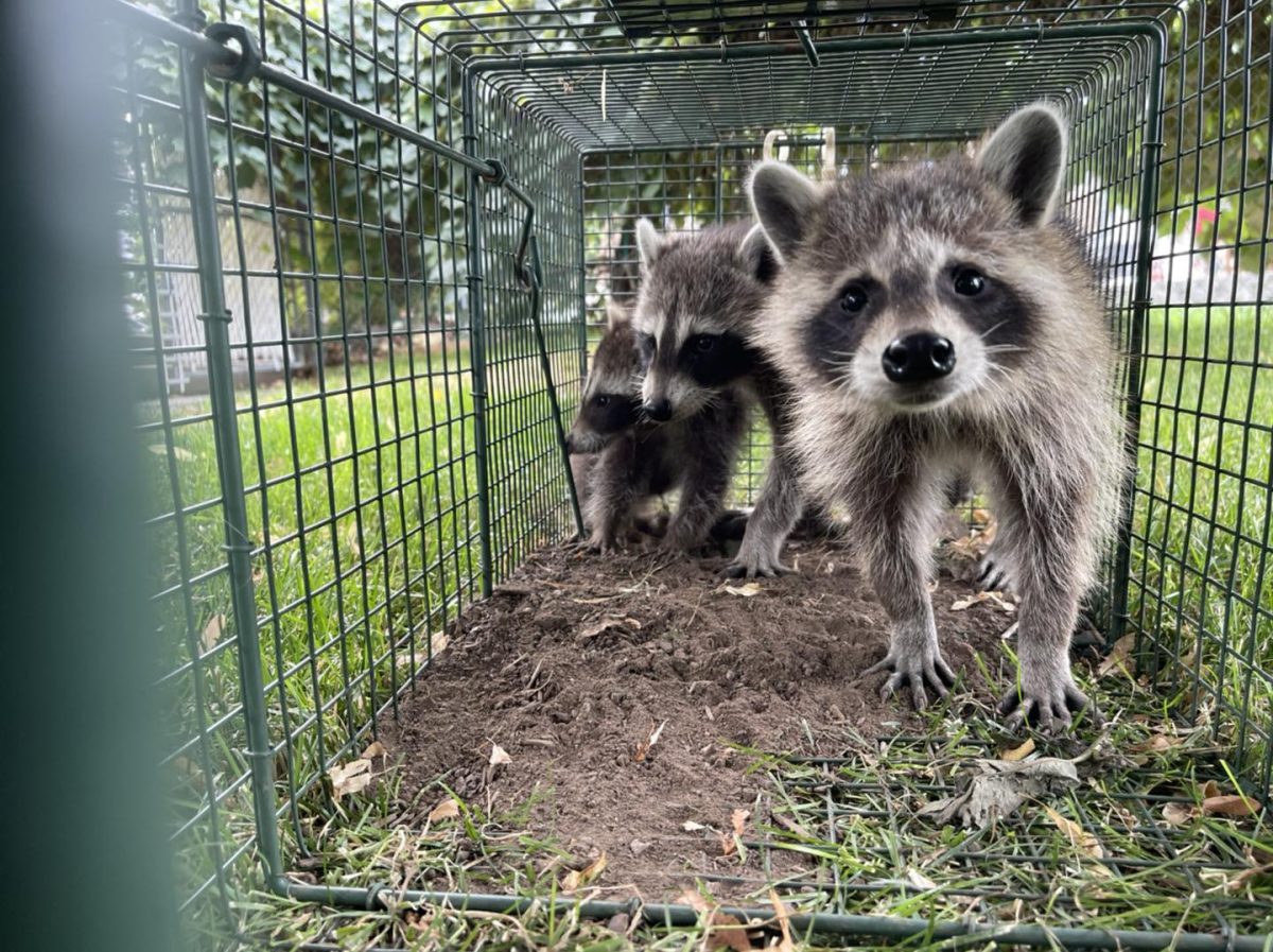 Guide to Raccoon Control & Prevention
