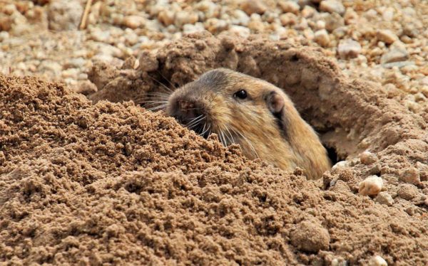 What is the Environmental Impact of Pocket Gophers?