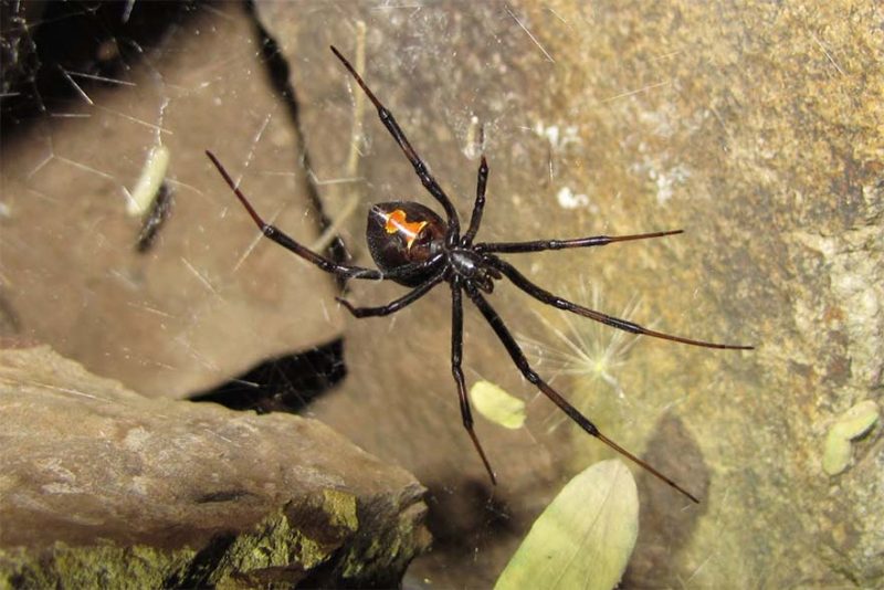 How To Control & Prevent Western Black Widows