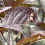 Preventative Pest Control